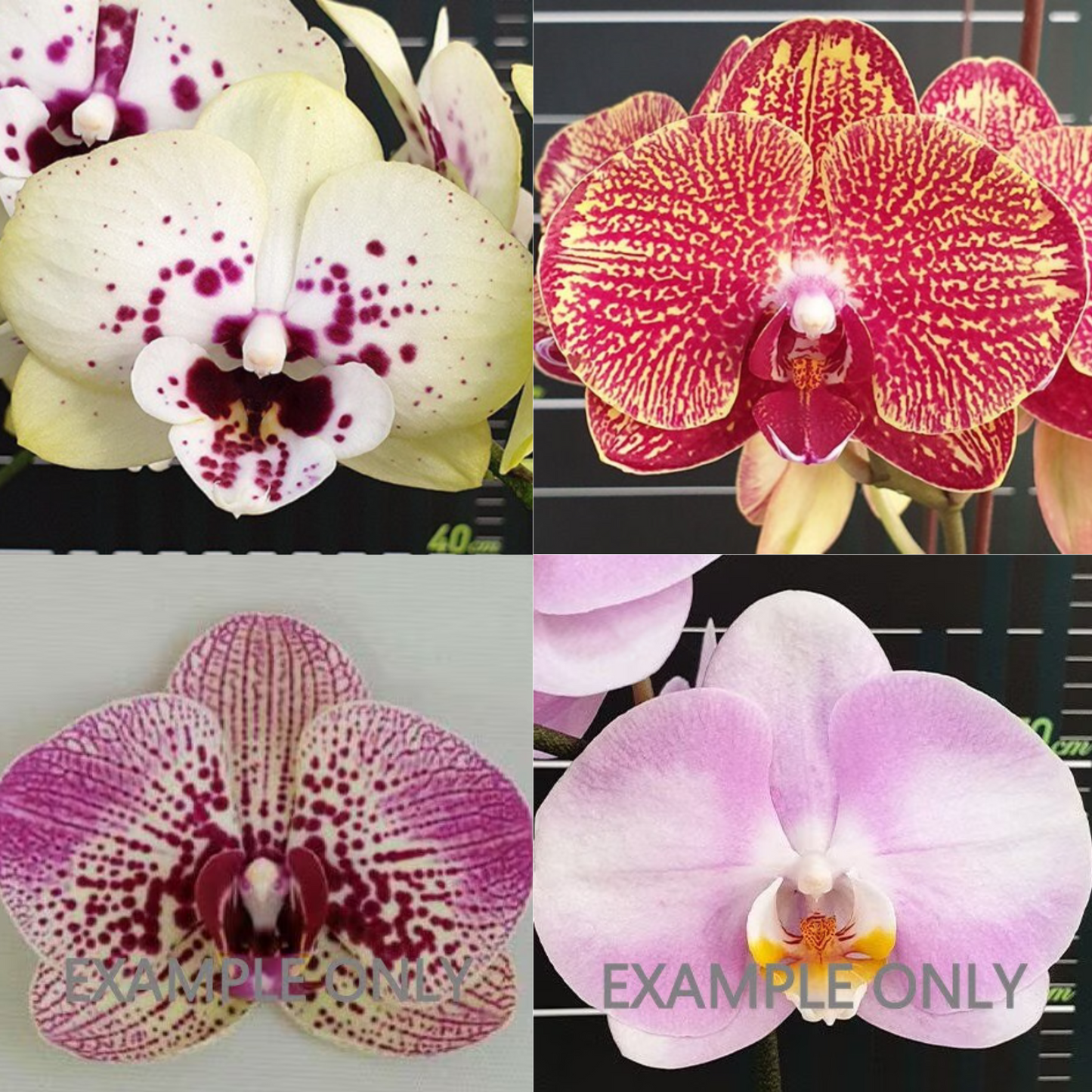 Rare Phalaenopsis Orchid Bundle | US Seller | Rare Orchid | Exact Plant | In-Stock