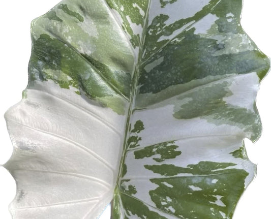 Alocasia "Portora" variegated TC plantlet *Preorder* (3529P:1)
