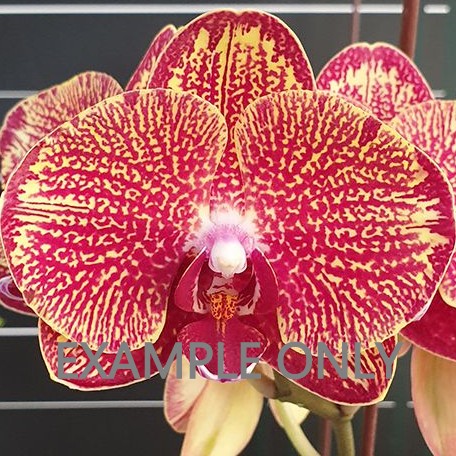 Rare Orchid Bundle - Phalaenopsis I Hsin Picture '292' - S12, P17 (G:S100) [1298] | US Seller | Rare Orchid | Exact Plant | In-Stock