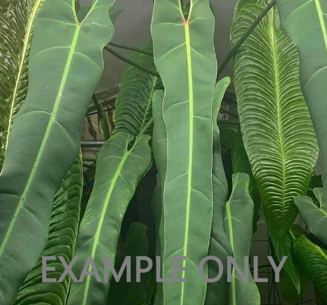 Philodendron spiritus-sancti (3:B4) [1391] | US Seller | Rare Aroid | Exact Plant | In-Stock