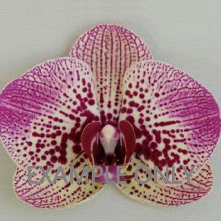 Phalaenopsis Sunset Fairy In spike (G:P10) [1296] | US Seller | Rare Orchid | Exact Plant | In-Stock