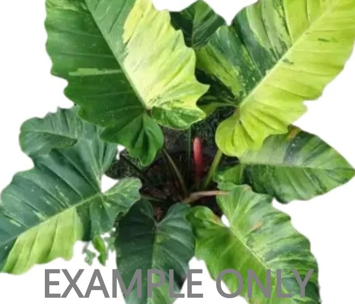 Philodendron "Jungle Fever" variegated TC plantlet (G:T1) [1406] | Exact Plant