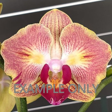 Phalaenopsis Fuller's Gold Stripe '458' (peloric 2 eyes) (G:A19) [1303] | US Seller | Exact Plant | In-Stock