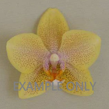 Phalaenopsis Sogo Ginger Glam 2.5" (G:H16) [1221] | Rare Orchid | Exact Plant