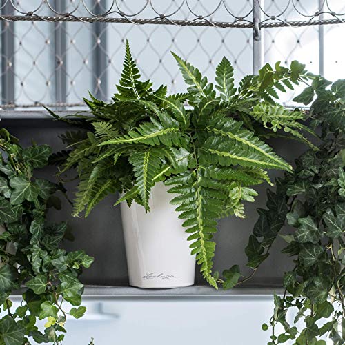 Lechuza 14900 Deltini Self-Watering Garden Planter for Indoor and Outdoor Use, 6" x 6" x 7", White