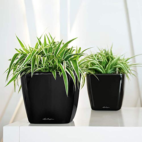 LECHUZA Quadro LS 21 Self Watering Planter Garden Flower Plant Pot Indoor/Outdoor Table Planter with Drainage Hole and Plant Substrate Poly Resin H20 L21 W21 cm Black High-Gloss