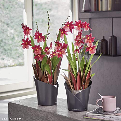 Lechuza 13962 ORCHIDEA Planter, Self-Watering Garden Planter for Indoor and Outdoor Use, 7.2" x 7" x 7.7", Scarlet Matte