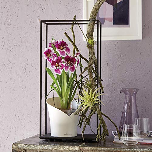 Lechuza 13960 ORCHIDEA Planter Self-Watering Garden Planter for Indoor and Outdoor Use, 7.2" x 7" x 7.7", Matte White