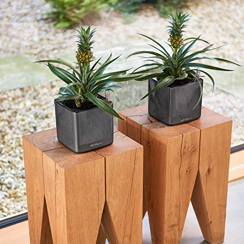 Lechuza Cube Glossy 14 Self-Watering Garden Planter, Scarlet, 6" x 6" x 5"