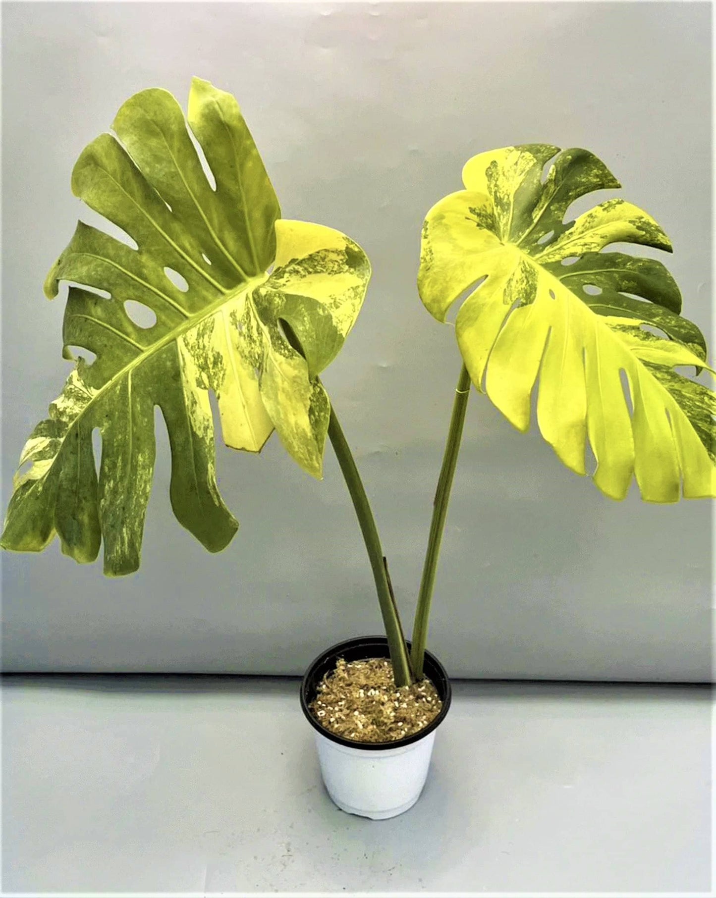 Monstera deliciosa "Yellow Marilyn" variegated SM TC plant *Preorder* (5414P:2) | US-Based Seller | Rare Aroid