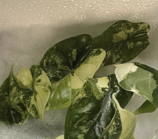 Alocasia "Dragon Scale" variegated TC plantlet *Preorder* (5415P:2) | US-Based Seller | Rare Aroid