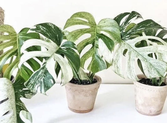 Monstera deliciosa "Mint" variegated *Preorder* (3317P:2) | US-Based Seller | Rare Aroid