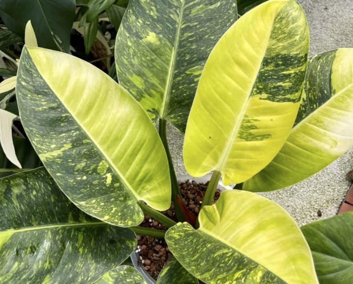 Philodendron "Green Congo Marble" TC plantlet *Preorder* (3821P:2) | US-Based Seller | Rare Aroid