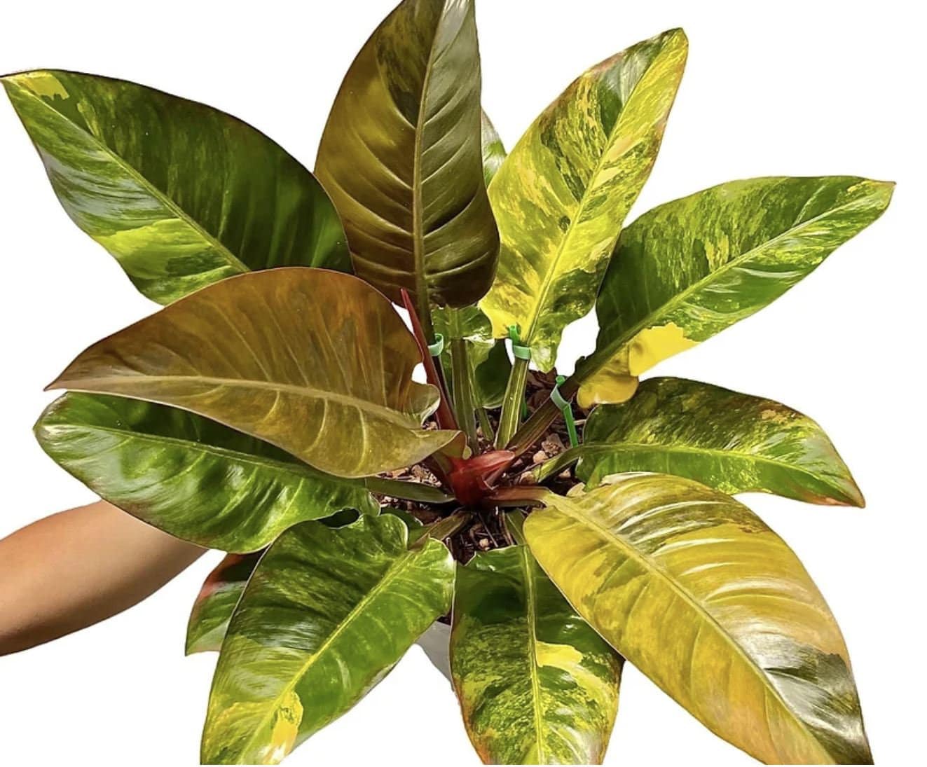 Philodendron "Imperial Red" variegated TC plantlet *Preorder* (3534P:2)