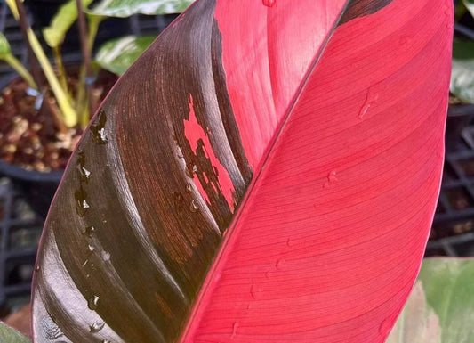 Philodendron "Red Congo" variegated TC plantlet *Preorder* (3506P:1) | US-Based Seller | Rare Aroid