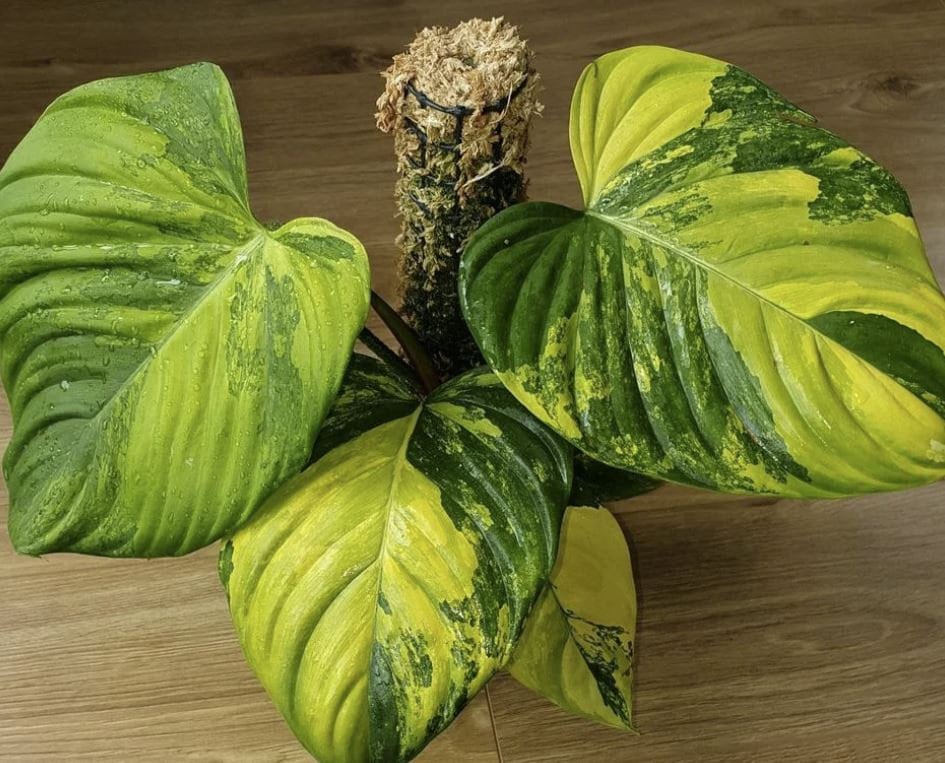 Philodendron nangaritense variegated small TC plant *Preorder* (3536P:2) | US-Based Seller