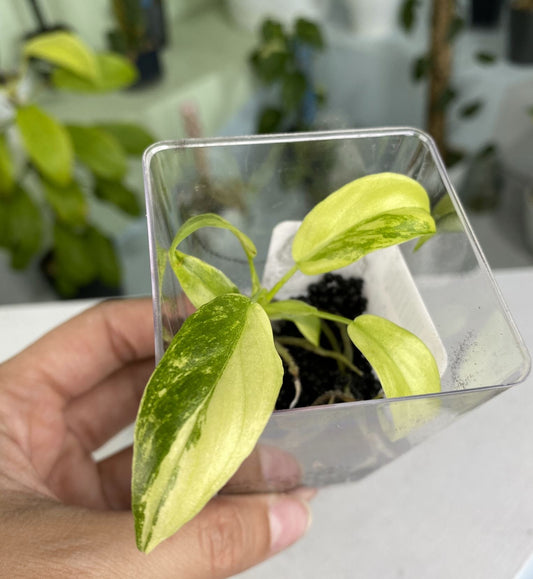 Philodendron radiatum variegated small TC plant *Preorder* (3527P:2)