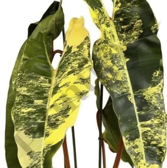 Philodendron billietiae variegated small TC plant *Preorder* (3531P:1) | US-Based Seller | Rare Aroid