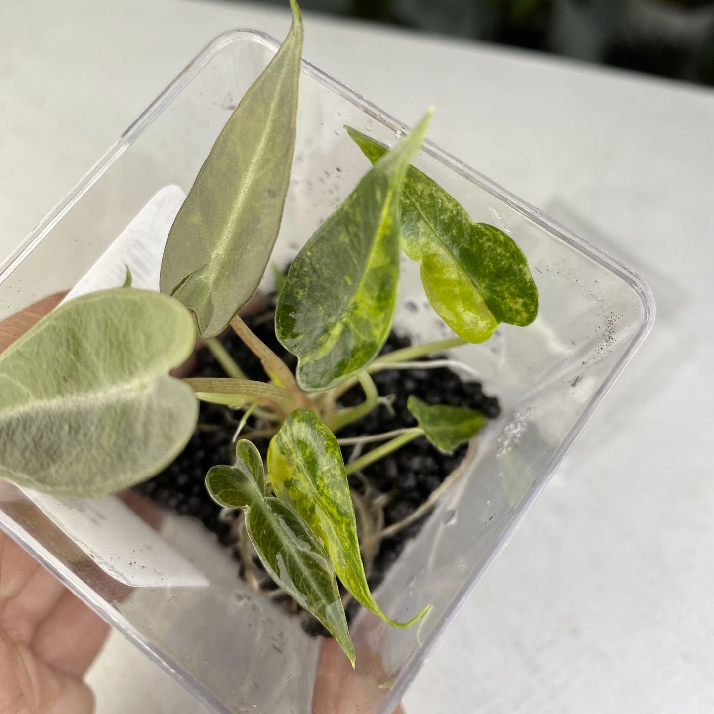 Alocasia bambino aurea variegated small TC plant *Preorder* (3810P:3)