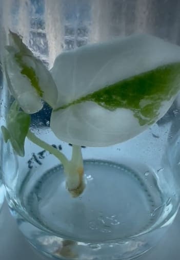 Alocasia baginda Albo Variegated small TC plant *Preorder* (3530P:3)