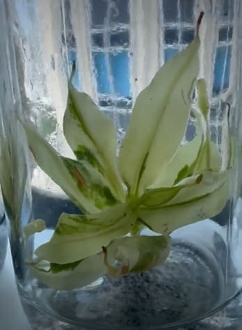Nepenthes St. Gaya Variegata small TC plant *Preorder* (3565P:2) | US-Based Seller