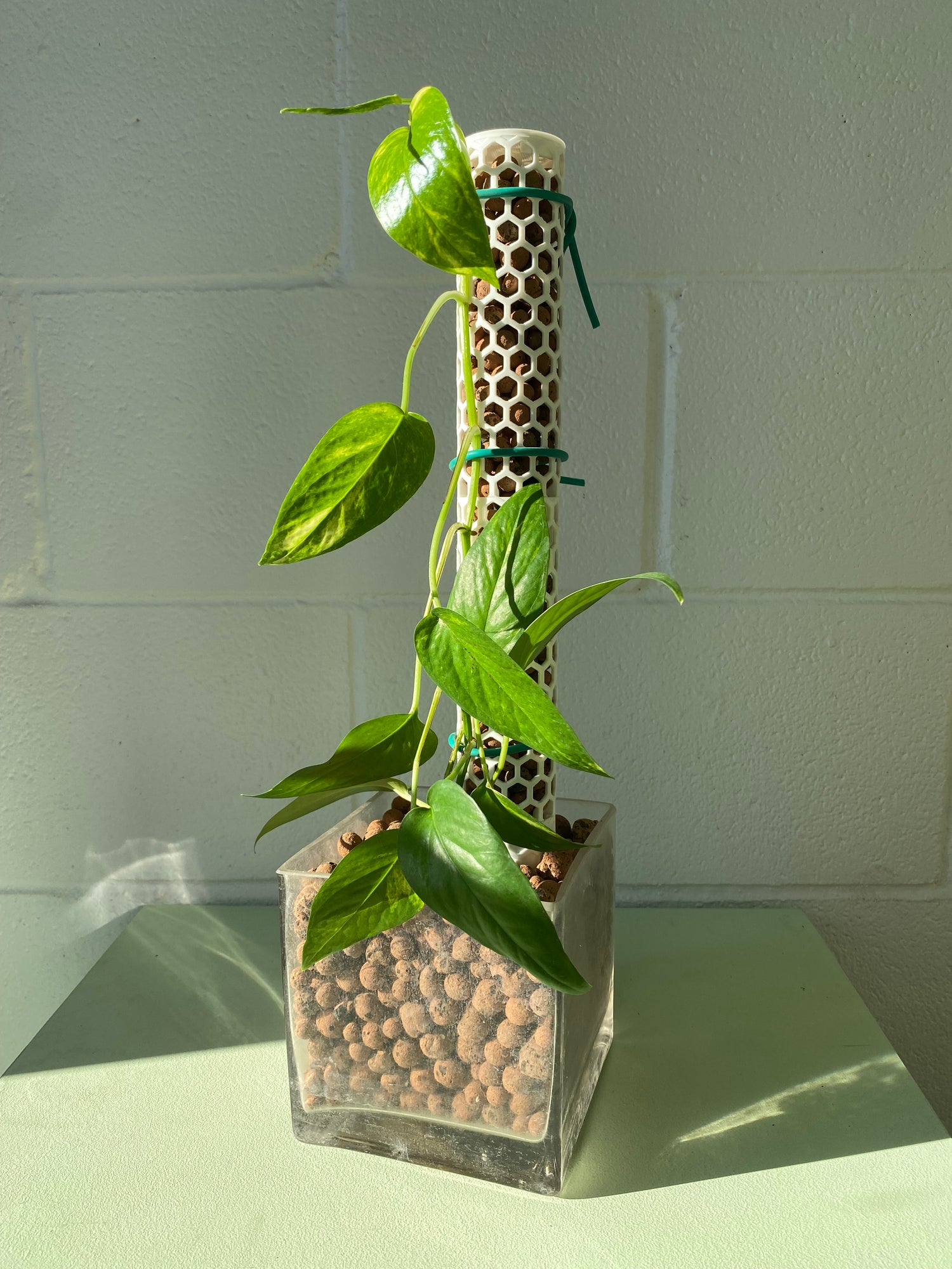 1.92″Φ/Medium Designer Moss Pole - Modular Extendable Plant Moss Pole –  OrchidBox